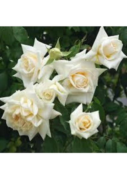 10 Adet Tohum Beyaz Gül Tohumu Nadir Beyaz Gül Tohum Saksı Toprak Hediyelidir