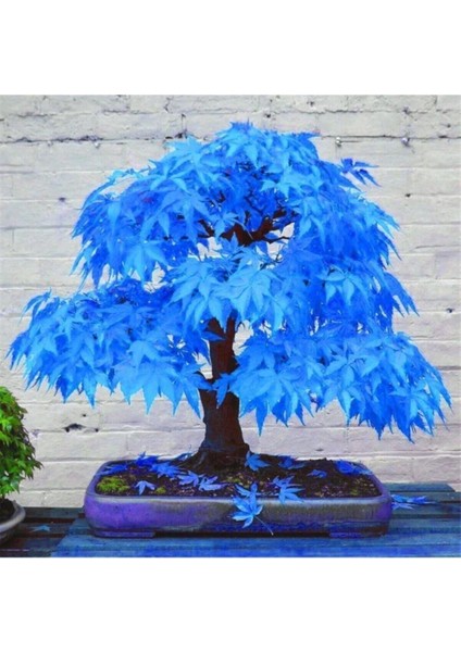 5 Adet Tohum Nadir Mavi Akçaağaç Akça Ağaç Bonsai Tohumu Yeni Ürün Saksı Toprak Hediye