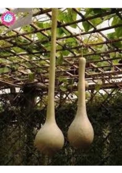 20 Adet Tohum Uzun Tropikal Su Kabak Tohumu Ata Tohum Hediye Tohumlu fiyatları