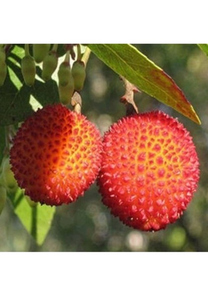 10 Adet Tohum Nadir Kırmızı Dağ Çilek Tohumu Dağ Çileği Tohumu Hediye Tohumlu fiyatları