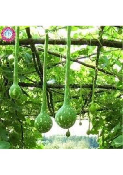 10 Adet Tohum Taze Hasat Hatay Süs Uzun Su Kabak Tohumu Saksı Toprak Hediyeli fiyatları