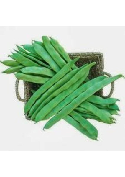 50 Adet Tohum Ayşe Kadın Fasulye Alman Kılçıksız Fasulye Tohumu Sürpriz Hediye Tohum