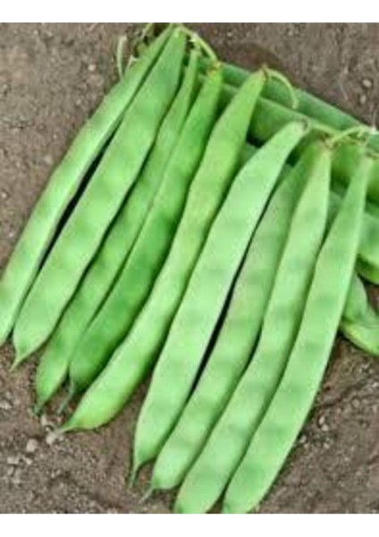 50 Adet Tohum Ayşe Kadın Fasulye Alman Kılçıksız Fasulye Tohumu Sürpriz Hediye Tohum fiyatları