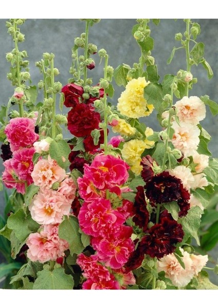 50 Adet Tohum Öksüz Kız Çiçeği Mezarlık Kabir Çiçeği Tohumu Karışık Renkli