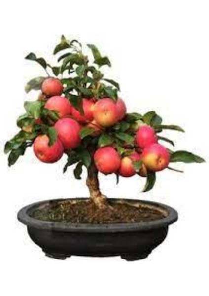Tohum Bodur Bonsai Elma Ağacı Tohumu 5 Adet