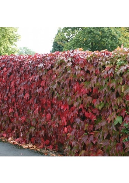 50 Adet Tohum Organik Duvar Kaya Yeşil Sarmaşık Tohumu Yeni Hasat Tohum