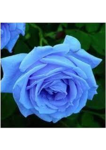 10 Adet Tohum Nadir Bulunan Mavi Gül Tohumu Mavi Bahçe Gülü Saksı Toprak Hediyemiz