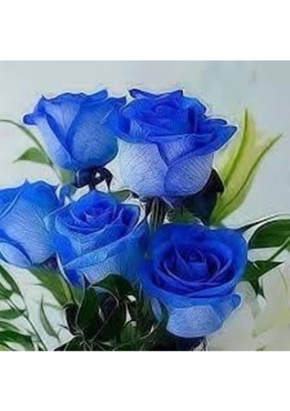 10 Adet Tohum Nadir Bulunan Mavi Gül Tohumu Mavi Bahçe Gülü Saksı Toprak Hediyemiz fiyatları