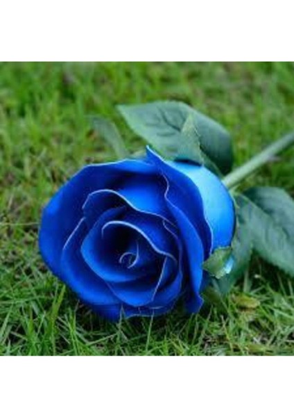 10 Adet Tohum Nadir Bulunan Mavi Gül Tohumu Mavi Bahçe Gülü Saksı Toprak Hediyemiz modelleri