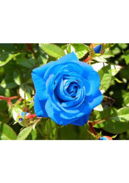 10 Adet Tohum Nadir Bulunan Mavi Gül Tohumu Mavi Bahçe Gülü Saksı Toprak Hediyemiz fırsatları
