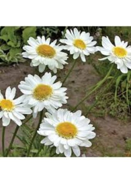 30 Adet Tohum Organik Hobi Balkon Kar Beyaz Papatya Saksı Toprak Hediyeli