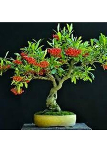 5 Adet Tohum Nadir Ateş Dikeni Bonsai Ağaç Tohumu Ateş Diken Tohum Saksı Toprak Hediyemizdir