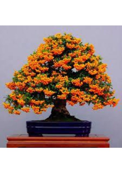 5 Adet Tohum Nadir Ateş Dikeni Bonsai Ağaç Tohumu Ateş Diken Tohum Saksı Toprak Hediyemizdir fiyatları