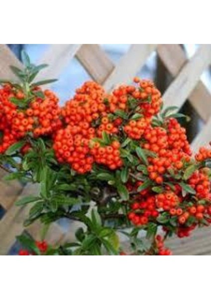 5 Adet Tohum Nadir Ateş Dikeni Bonsai Ağaç Tohumu Ateş Diken Tohum Saksı Toprak Hediyemizdir modelleri