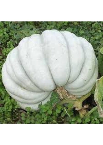 10 Adet Tohum Nadir Organik Kışlık Kestane Beyaz Kabak Tohumu Organik Osmanlı Taş Kabak Tohumu