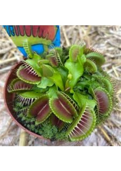50 Adet Tohum Sinek Yiyen Nepenthes Sinek Kapan Etobur Etçil Bitki Çiçek İthal Tohum