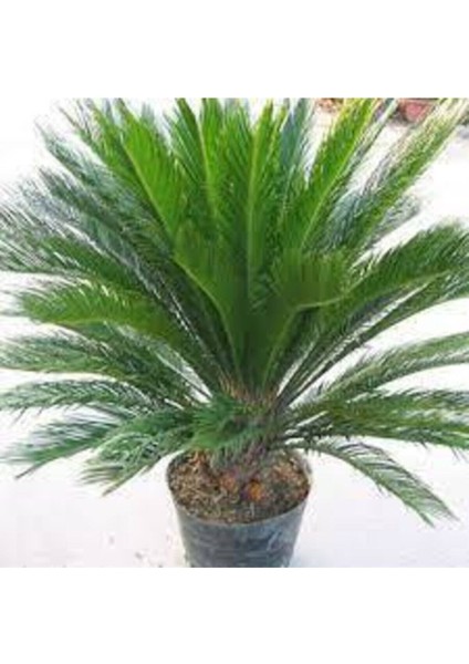 3 Adet Tohum Nadir Bulunan Skas Palmiye Ağacı Tohumu Sikas Ağacı Tohumu Cycas Japon Palmiye Ağacı