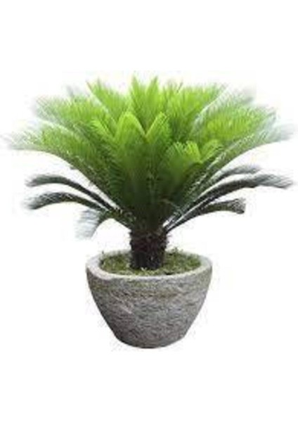 3 Adet Tohum Nadir Bulunan Skas Palmiye Ağacı Tohumu Sikas Ağacı Tohumu Cycas Japon Palmiye Ağacı modelleri