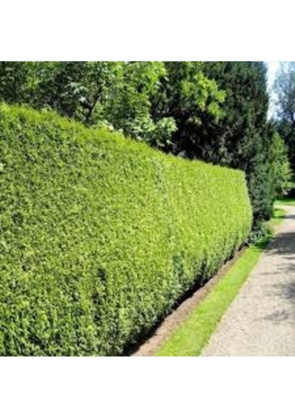 15 Adet Tohum Nadir 4 Mevsim Yeşil Çit Mazı Çam Ağaç Tohumu Villa Ev Bahçe Çit Mazısı Tohum