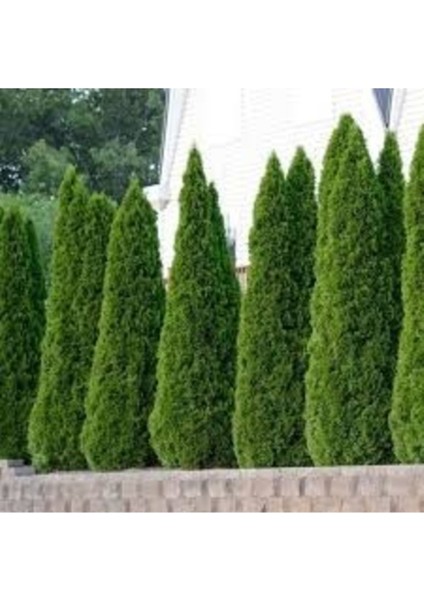 15 Adet Tohum Nadir 4 Mevsim Yeşil Çit Mazı Çam Ağaç Tohumu Villa Ev Bahçe Çit Mazısı Tohum fiyatları