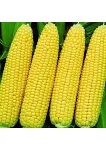 300 Adet Tohum Yeni Sezon Közlemelik Haşlamalık Süt Mısır Tohumu Darı Tohumu Sürpriz Hediye Tohum