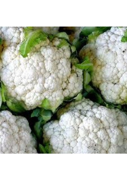 500 Adet Tohum Süper Paket Karnabahar Tohumu Karnıbahar Tohumu Süpriz Hediye Tohumla