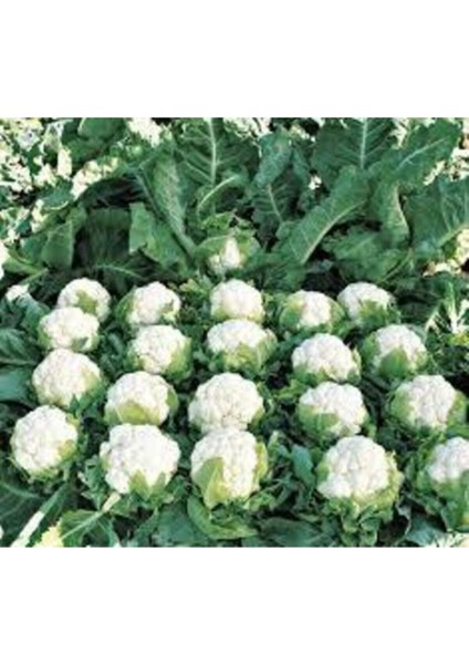 500 Adet Tohum Süper Paket Karnabahar Tohumu Karnıbahar Tohumu Süpriz Hediye Tohumla fiyatları