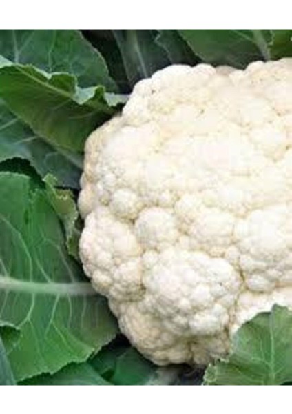 500 Adet Tohum Süper Paket Karnabahar Tohumu Karnıbahar Tohumu Süpriz Hediye Tohumla modelleri