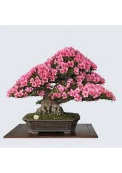10 Adet Tohum Bodur Pembe Erguvan Bonzai Ağac Ekim Seti Saksı Toprak Süpriz Hediye Bonsai Tohumu fiyatları