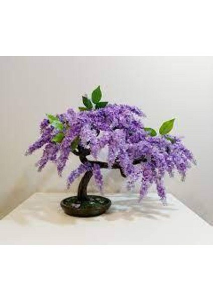 10 Adet Tohum Bodur Jakaranda Bonsai Ağacı Tohumu Saksı Toprak Süpriz Hediye Bonsai Ağacı Tohumu modelleri