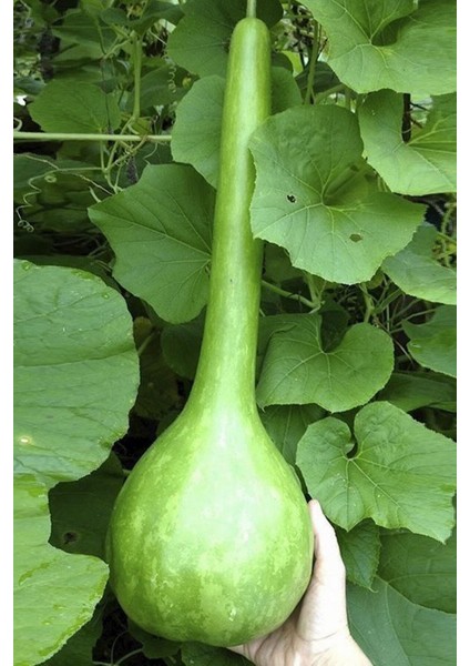 50 Adet Tohum Nadir Süs Su Kabağı Tohumu Kabak Tohumu Sürpriz Hediye Tohumlu