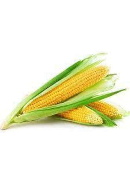 50 Adet Tohum Eko Paket Süt Mısırsüt Mısır Tohumu Darı Tohumu Mısır Tohumu Sürpriz Hediye Tohumlu fiyatları