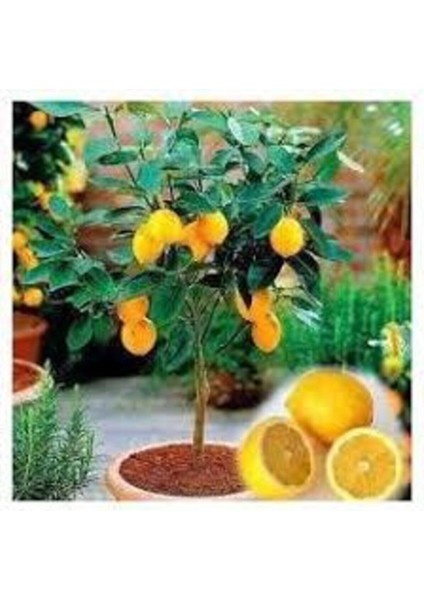 5 Adet Tohum Bodur Bonsai Limon Ağacı Tohumu Italyan Limon Seti Saksı Toprak Sürpriz Heidye Tohum