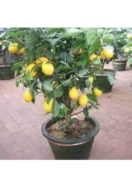 5 Adet Tohum Bodur Bonsai Limon Ağacı Tohumu Italyan Limon Seti Saksı Toprak Sürpriz Heidye Tohum fiyatları