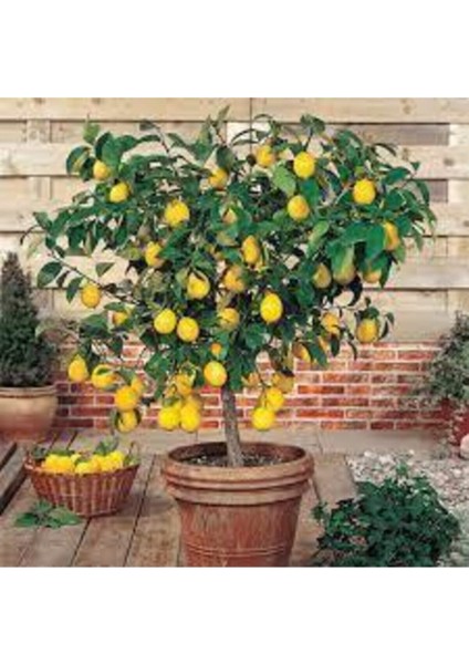 5 Adet Tohum Bodur Bonsai Limon Ağacı Tohumu Italyan Limon Seti Saksı Toprak Sürpriz Heidye Tohum modelleri