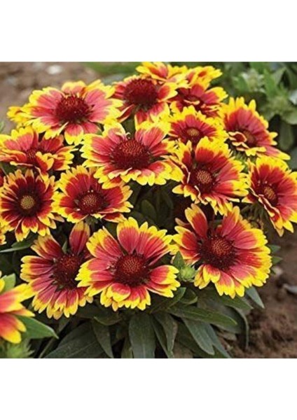 50 Adet Tohum Nadir Kırmızı Ay Yıldız Ayyıldız Çiçeği Tohumu Saksı Topraklıdır