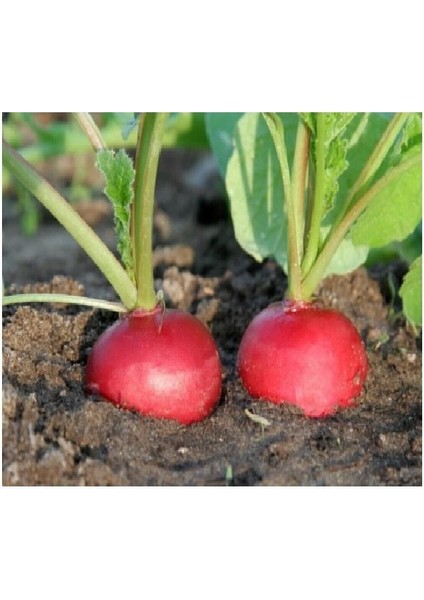 50 Adet Tohum Köy Tohumu Nadir İri Kırmızı Turp Tohumu Sürpriz Hediye Sebze Tohumu