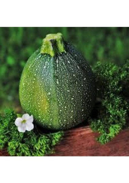 50 Adet Tohum Dolmalık Nadir Topak Kabak Tohumu Kabak Tohumu Topak Kabak Tohumu Sürpriz Hediye Tohum fiyatları