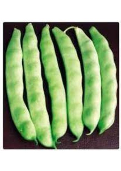 50 Adet Tohum Nadir Erkenci 40 Günlük Taze Fasulye Tohumu Hediye Tohum