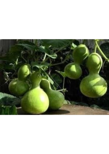 25 Adet Tohum Taze Hasat Organik Köy Ürünleri Süs Su Kaba Tohumu