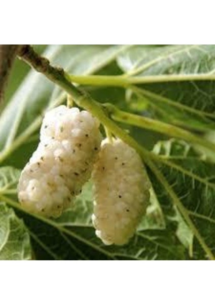 20 Adet Tohum Organik Bahçe Yeni Mahsul Beyaz Dut Ağacı Tohumu Saksılık Yemiş Tohumu