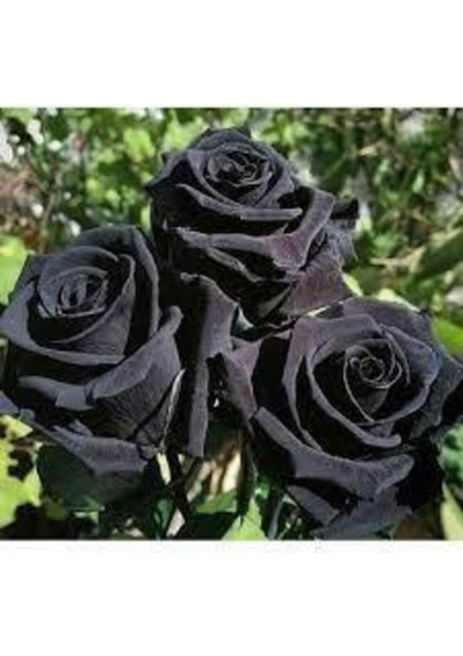 10 Adet Tohum Nadir Siyah Gül Tohumu Kara Gül Saksı Toprak Sürpriz Hediye