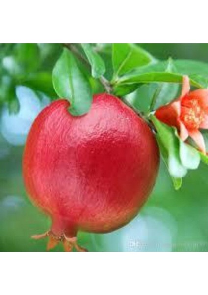 10 Adet Tohum Nar Ağacı Tohumu Kırmızı Nar Ağacı Tohumu Saksı Toprak Sürpriz Hediye Tohumludur