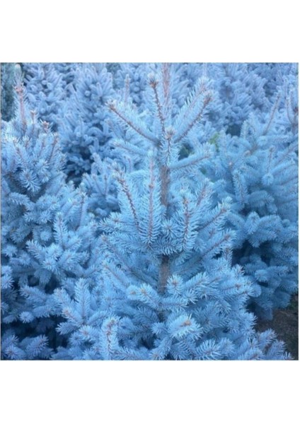 20 Adet Tohum Organik Yeni Mahsül Nadir Mavi Ladin Ağacı Ağaç Tohumu Sürpriz Hediyeli Tohum