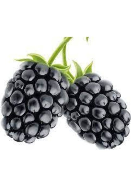 10 Adet Böğürtlen Tohumu Ahududu Tohumu Ithal Böğürtlen Tohumu Sürpriz Hediye Bonsai Ağacı Tohumu fiyatları