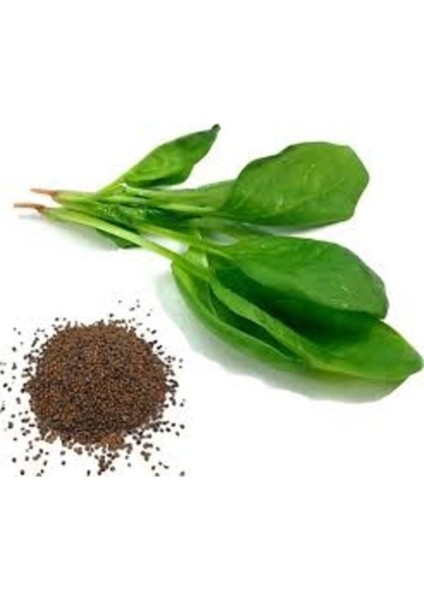 200 Adet Tohum Organik Taze Izmir Roka Tohumu Saksı Toprak Hediyemiz