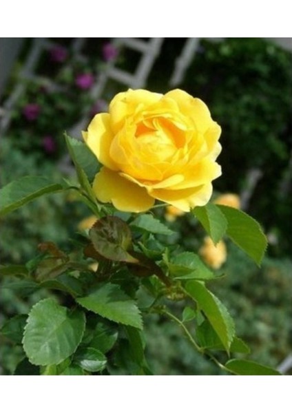 5 Adet Tohum Nadir Organik Isparta Sarı Gül Ağaç Tohumu Hediye Tohumlu