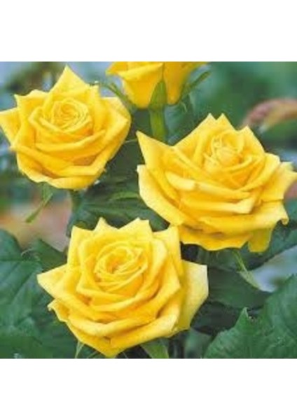 5 Adet Tohum Nadir Organik Isparta Sarı Gül Ağaç Tohumu Hediye Tohumlu fiyatları