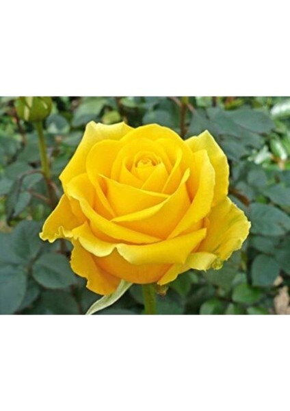 5 Adet Tohum Nadir Organik Isparta Sarı Gül Ağaç Tohumu Hediye Tohumlu modelleri