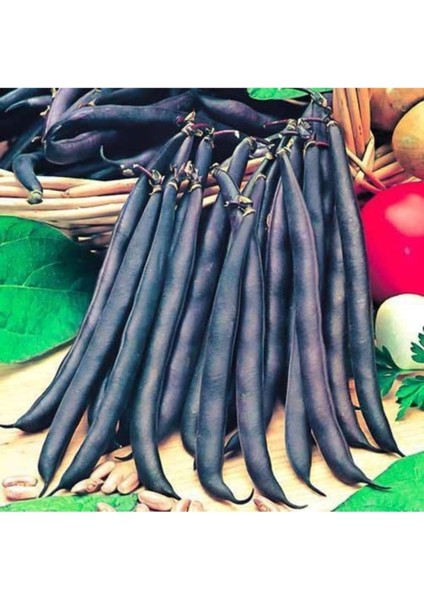 50 Adet Tohum Nadir Organik Erkenci Olive Bean Siyah Fasulye Kara Fasulye Tohumu Saksı Toprak